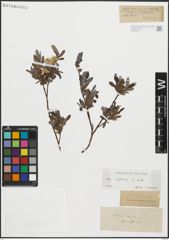 Foto von Salix repens L.